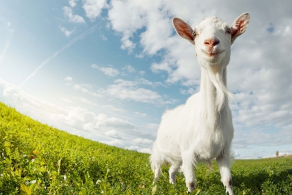 A goat looking like he's smiling at the camera in a green field under cloudy blue sky
